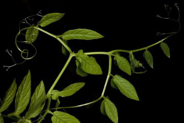 Tendril: here the terminal leaflets of a compound leaf are tendrillate - Cobaea scandens [Polemoniaceae]